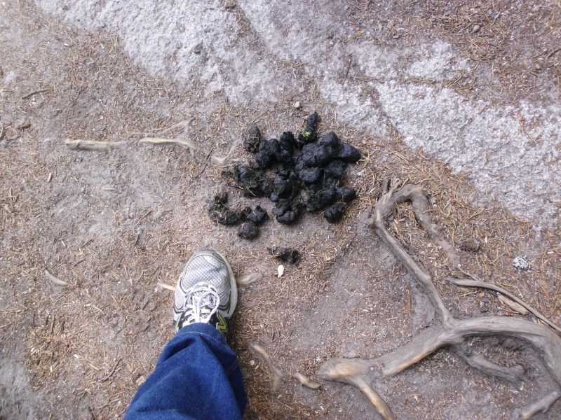 fresh bear droppings