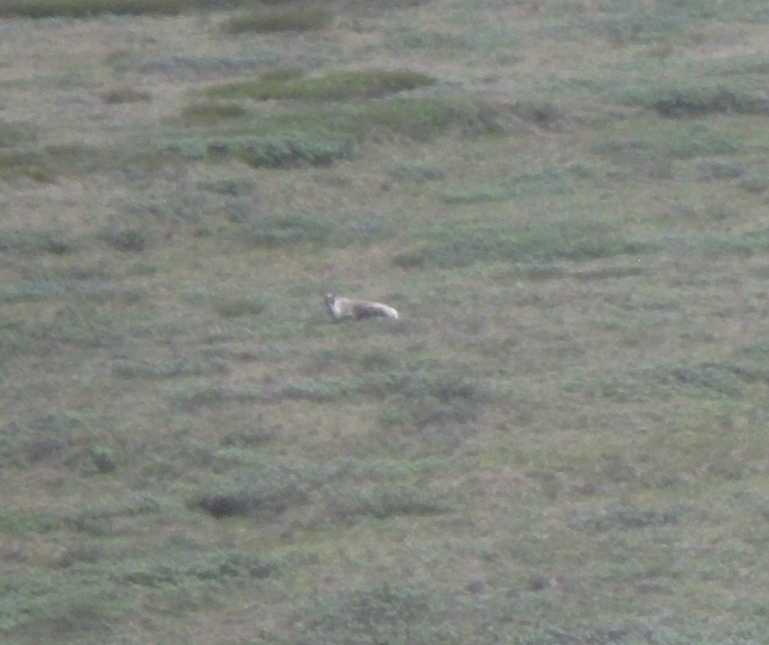 caribou from picture above