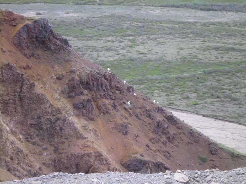 dall sheep