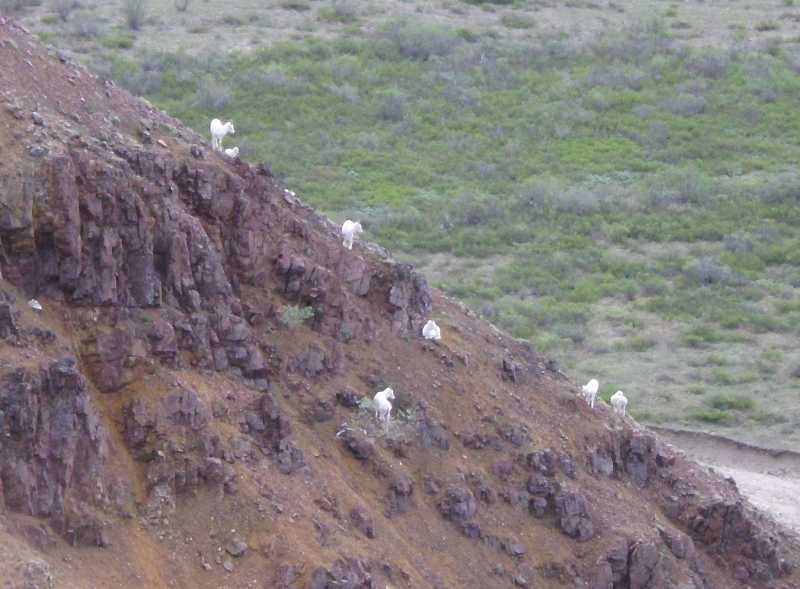 dall sheep