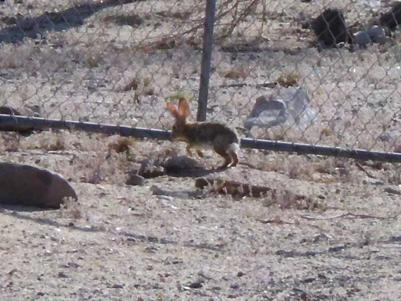 desert rabbit