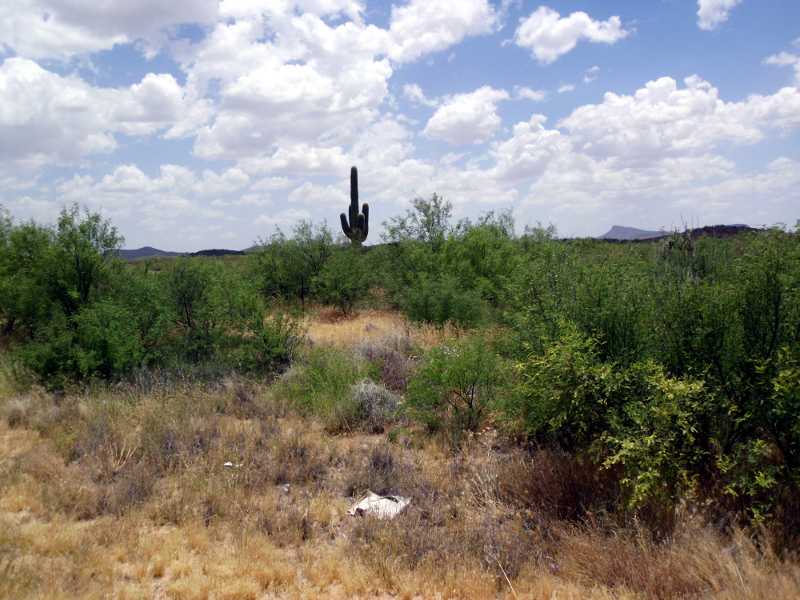 Saguaro and Mesquite