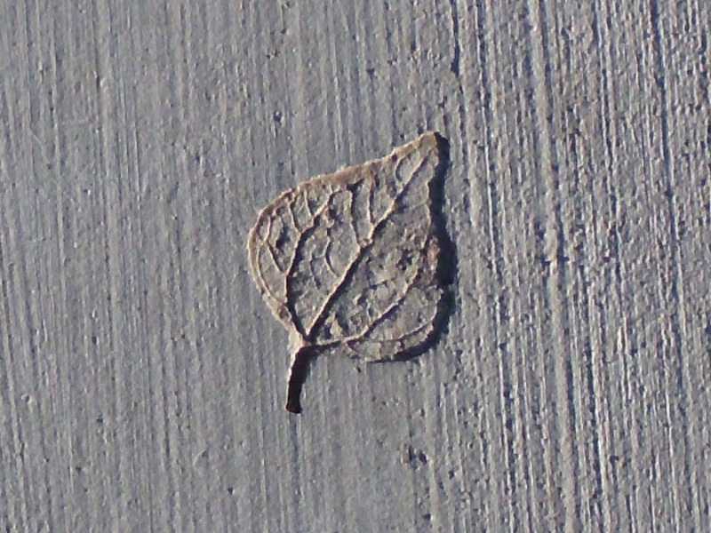 leaf print