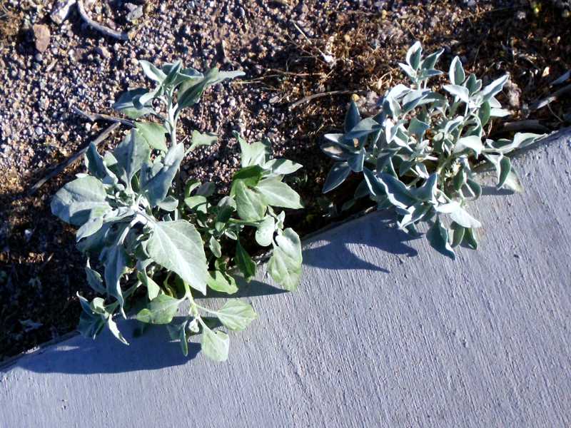 desert plant