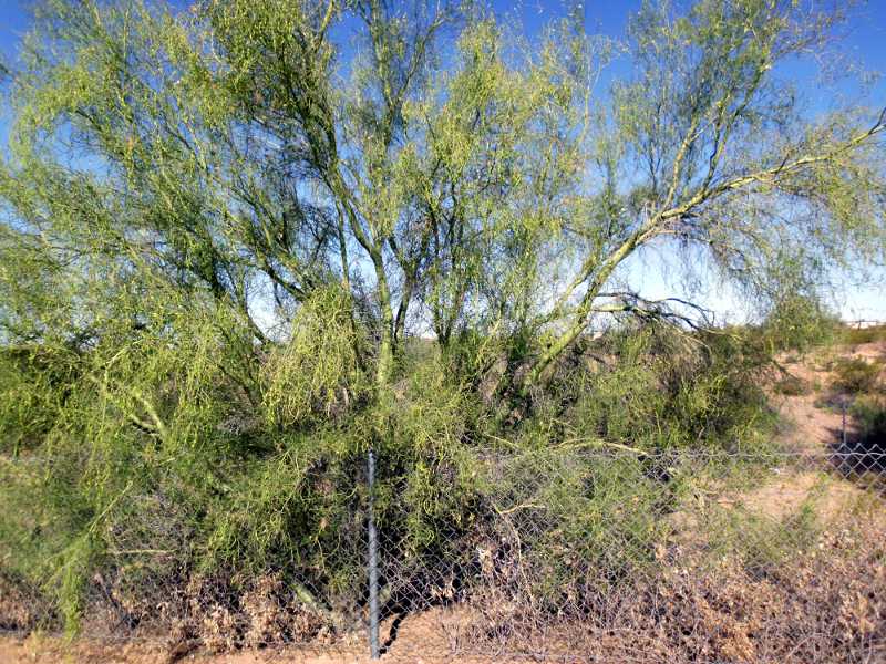 Green Bark Desert Tree