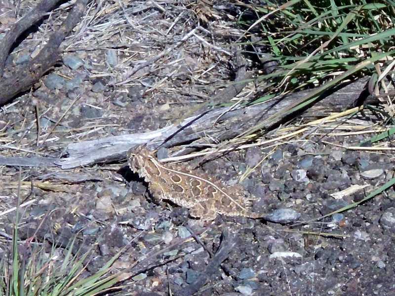 Horned Lizard