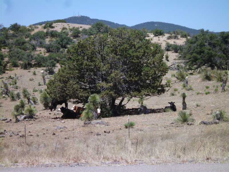 cows under a tree