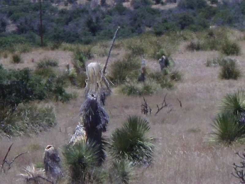 cactus figure