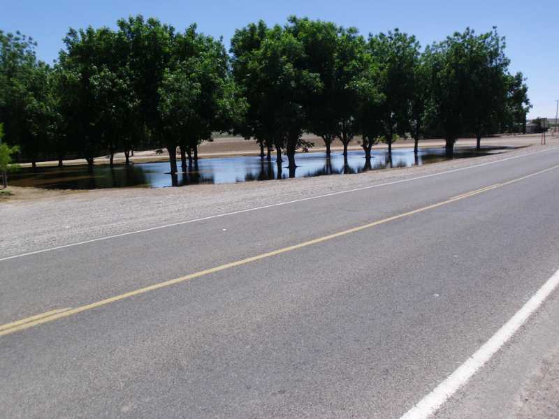 flooded pecans