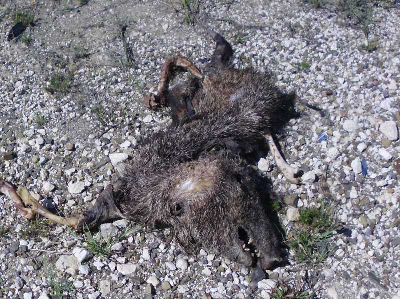 javelina carcass