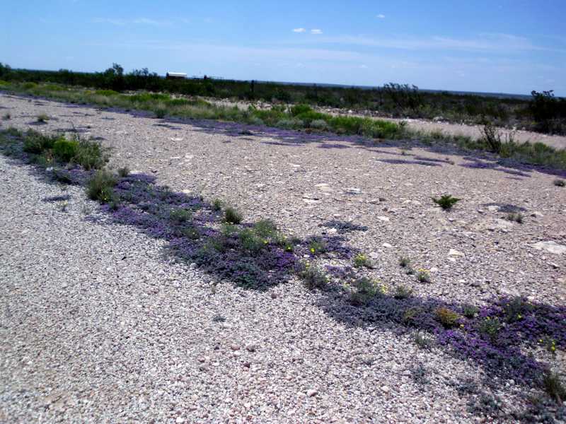 purple sage