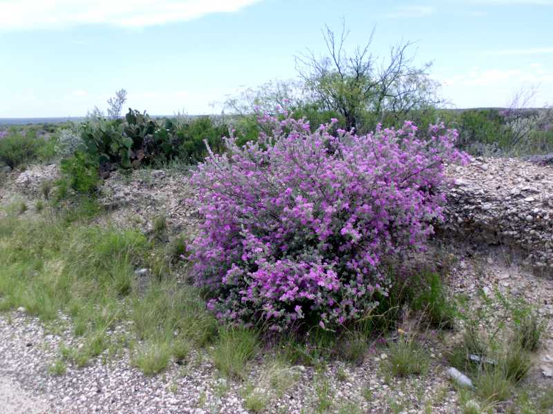 purple sage?