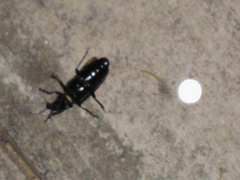 big beetle