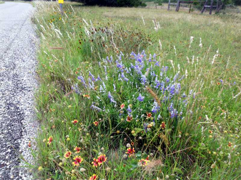 wildflowers