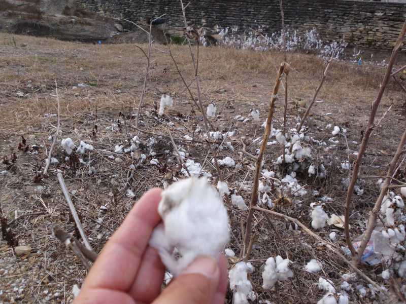 wild cotton