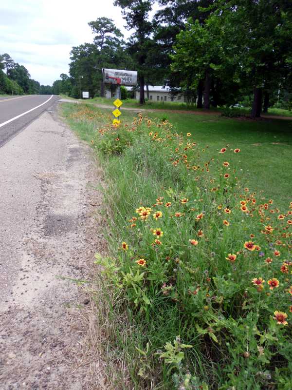 roadside flowers