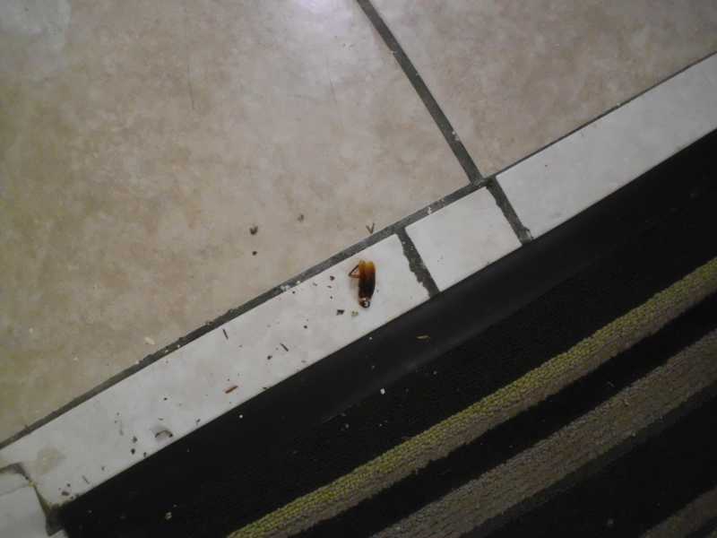dead roach