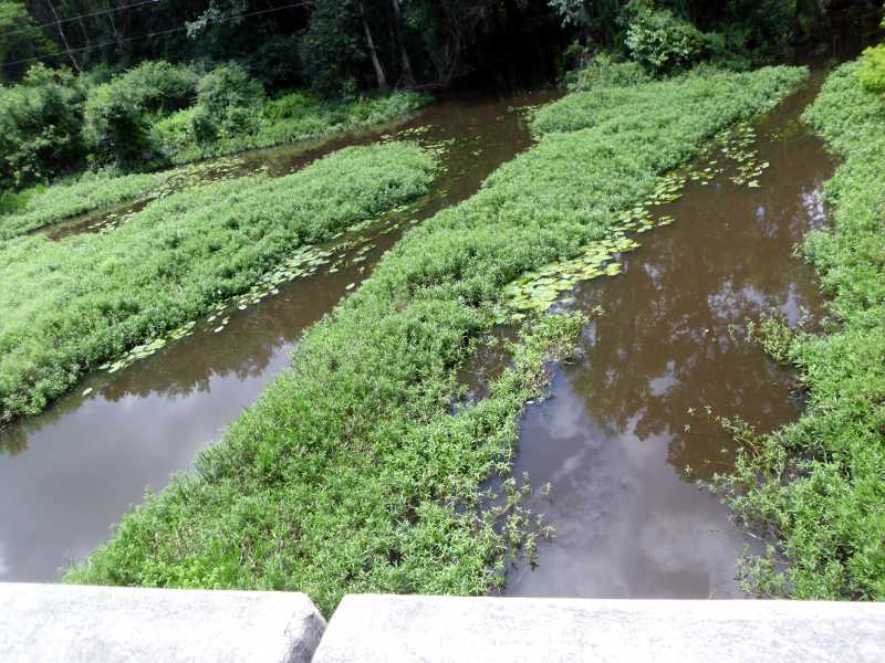 from bridge at Alligator Creek