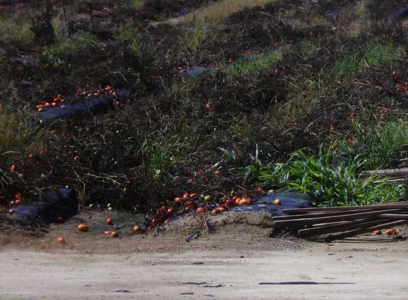 tomato field