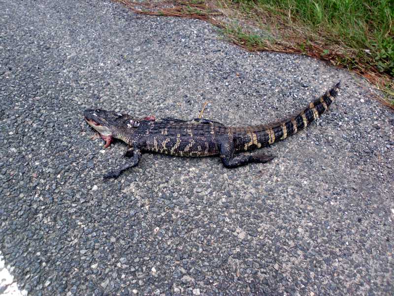 roadkill gator