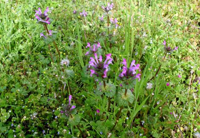 SpringWildFlowers